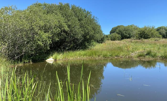 Nature Pond